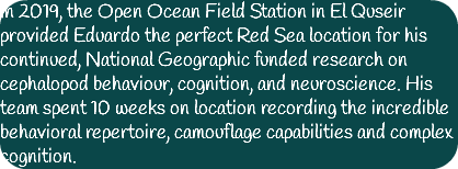 In 2019, the Open Ocean Field Station in El Quseir provided Eduardo the perfect Red Sea location for his continued, National Geographic funded research on cephalopod behaviour, cognition, and neuroscience. His team spent 10 weeks on location recording the incredible behavioral repertoire, camouflage capabilities and complex cognition.